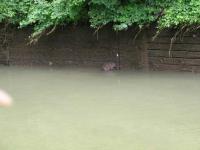 Biber_im_Kanal_Juli_2012_10.jpg