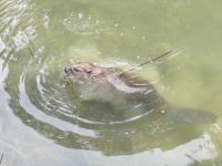 Biber_im_Kanal_Juli_2012_5.jpg