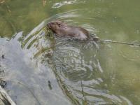 Biber_im_Kanal_Juli_2012_6.jpg