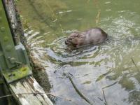 Biber_im_Kanal_Juli_2012_7.jpg