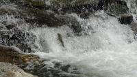 Springende_Fische_Wuhr_1.jpg