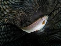 Thurfischen_November_2016_1.jpg